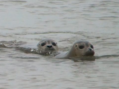 Zeehonden uit de opvang terug naar zee