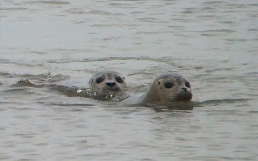 Zeehonden uit de opvang terug naar zee