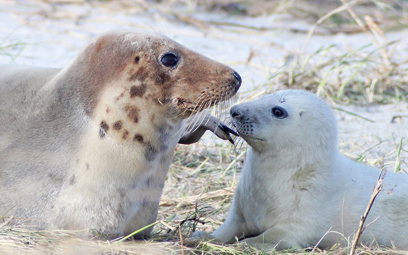 Grijze zeehond met jong