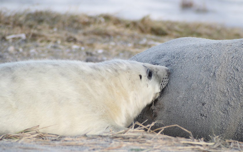 Grijze zeehondenpup drinkt bij moeder
