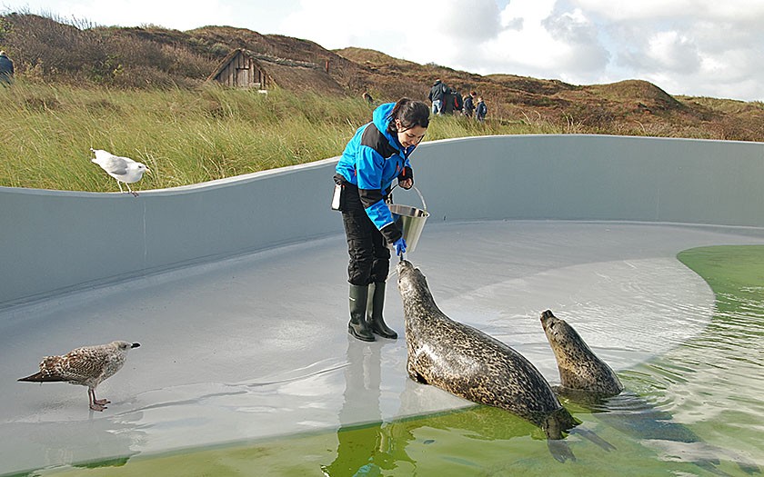 Jasmijn voert de zeehonden