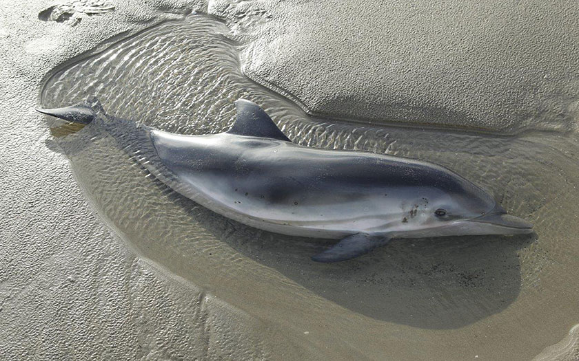 Blau-Weißer Delfin, auf Ameland gestrandet . Foto Johan Krol.