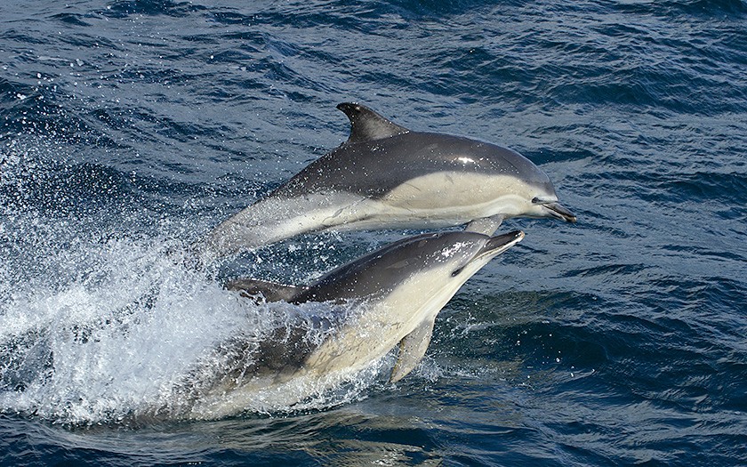 Gemeine Delfine. Foto Marijke de Boer