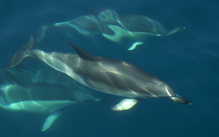 Short-beaked common dolphins Photo Marijke de Boer