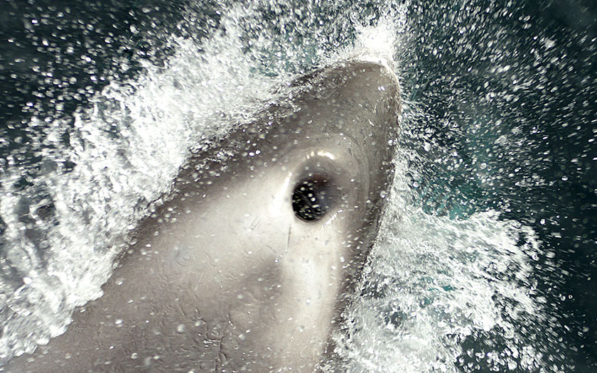 Blaasgat van een witsnuitdolfijn. Foto Marijke de Boer
