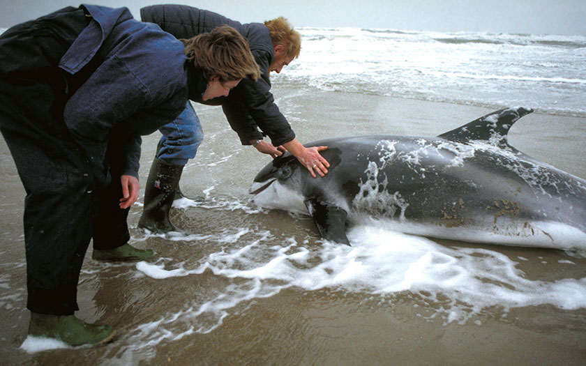 Witsnuitdolfijn gestrand op Texel
