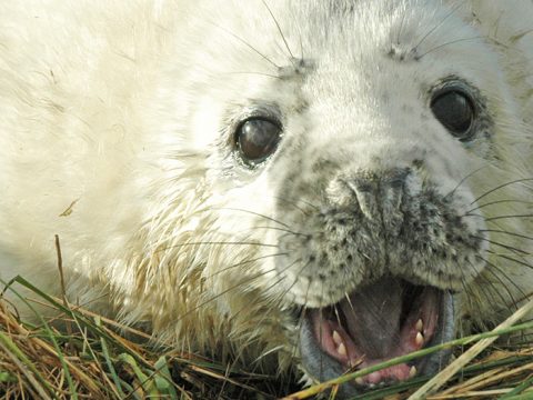 Pup van grijze zeehond