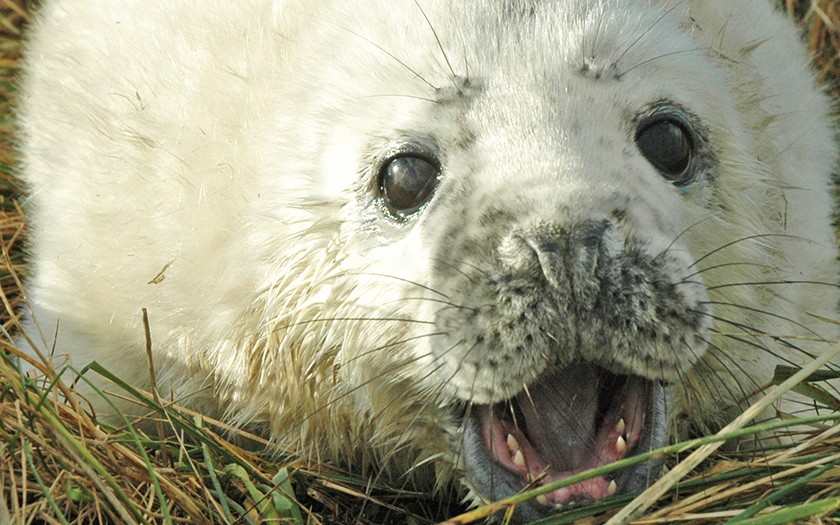 Pup van grijze zeehond