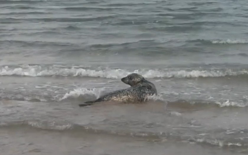 Zeehond Balou terug naar zee