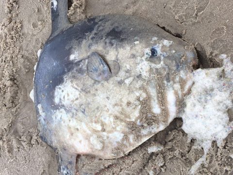 Maanvis op het Texelse strand