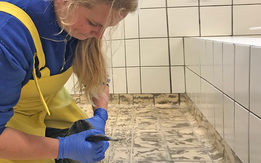 Dierverzorger zit op zeehond en voert vis