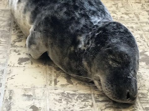 Slapende jonge grijze zeehond