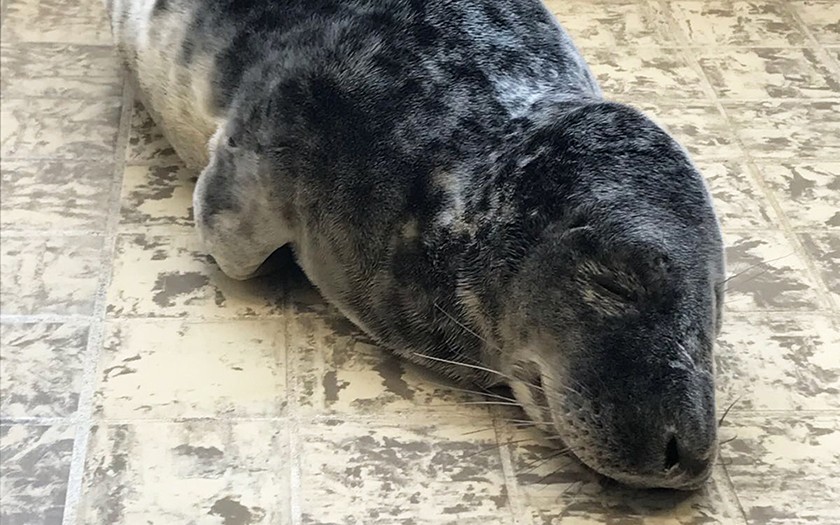 Slapende jonge grijze zeehond