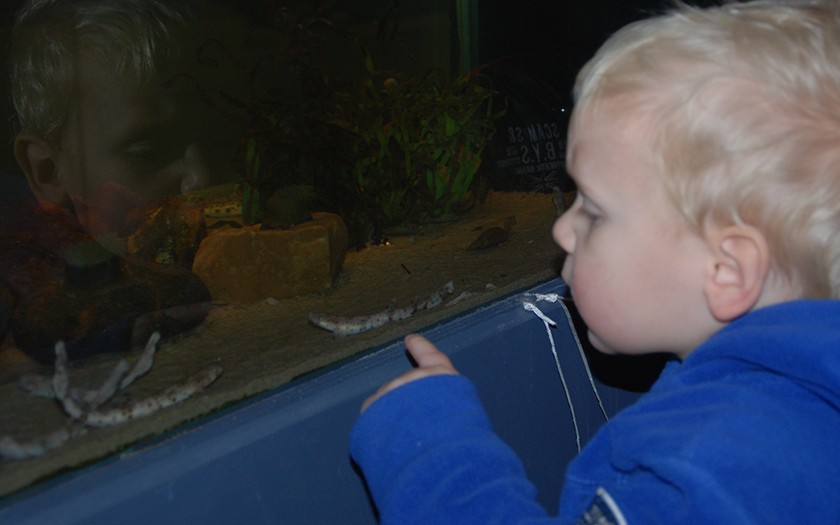 Klein jongetjes kijkt naar pasgeboren haaitjes in zeelab-aquarium