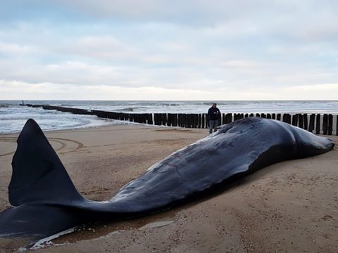 Dode Potvis op strand Domburg-strandexploitatie Veere