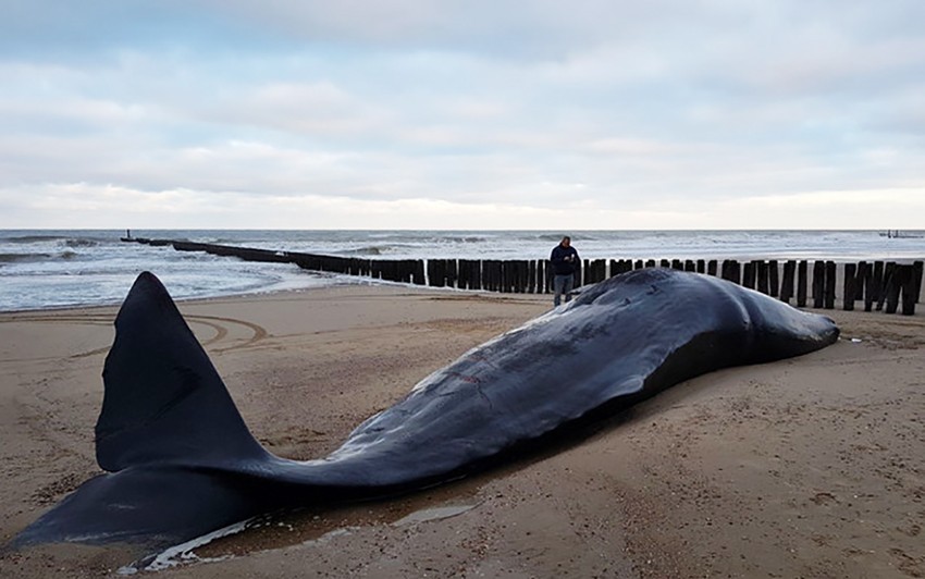 Dode Potvis op strand Domburg-strandexploitatie Veere