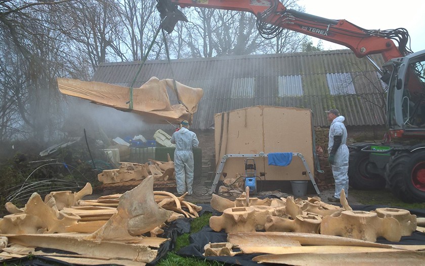 De botten van de vinvis zijn schoongemaakt