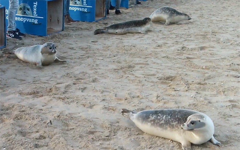 Zeehonden terug naar zee