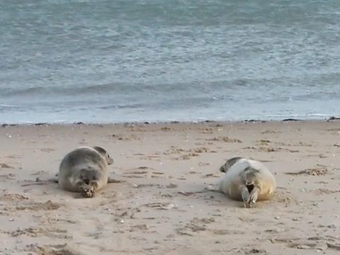 Zeehonden terug naar zee