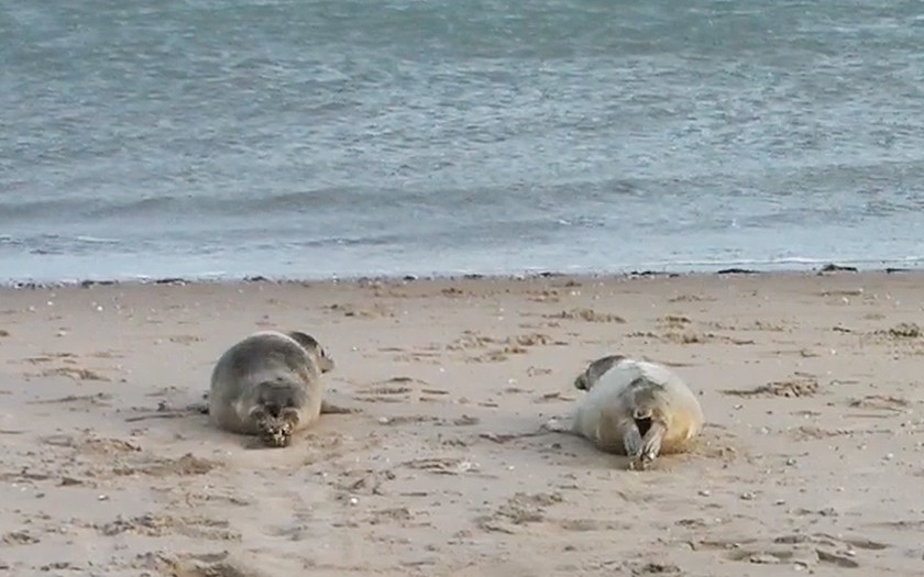 Zeehonden terug naar zee