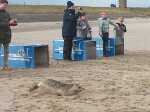 Zeehonden terug naar zee