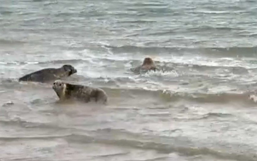 Zeehonden Olivier, Wilma, Sandy en Frodo terug naar zee