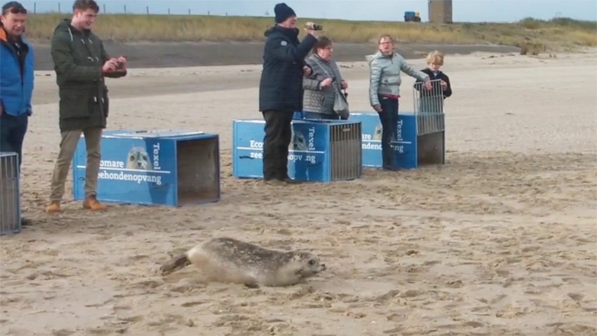 Zeehonden terug naar zee