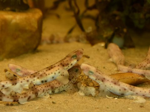 pasgeboren hondshaaitjes in aquarium