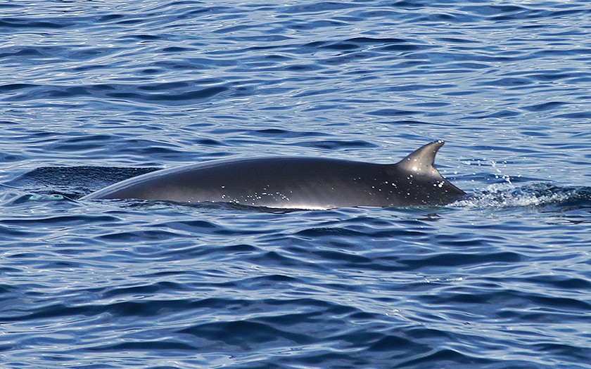 Dwergvinvis in de Noordzee (foto Marijke de Boer)