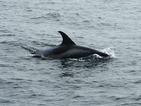 Witsnuitdolfijn in de Noordzee - copyright Marijke de Boer