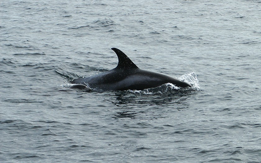 Witsnuitdolfijn in de Noordzee - copyright Marijke de Boer