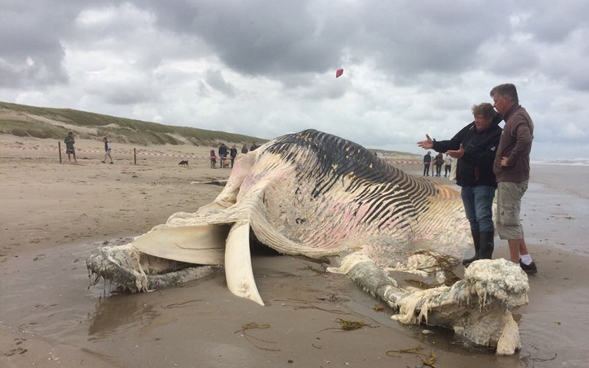 De dode vinvis op het Texelse strand