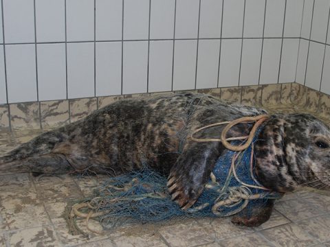 Grijze zeehond, verstrikt in net