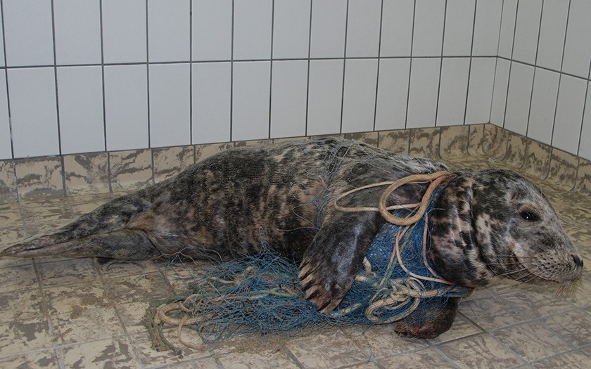 Grijze zeehond, verstrikt in net