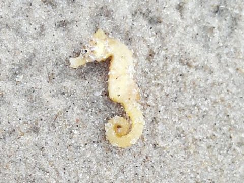 Kortsnuitzeepaardje op het strand