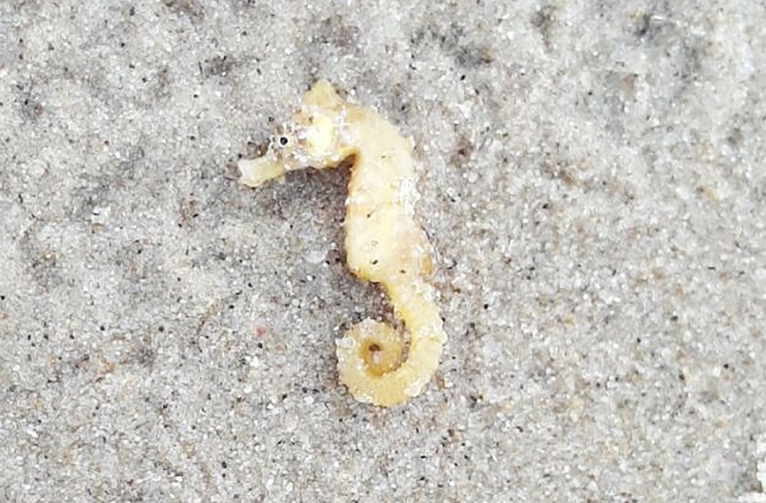 Kortsnuitzeepaardje op het strand