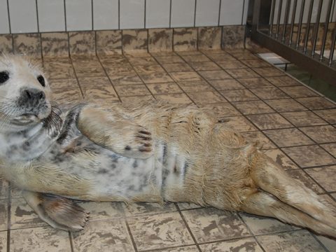 Jonge grijze zeehond in de opvang