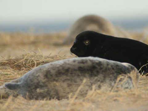 Zwarte pup van grijze zeehond op Richel