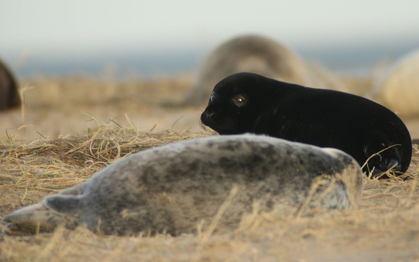 Zwarte pup van grijze zeehond op Richel