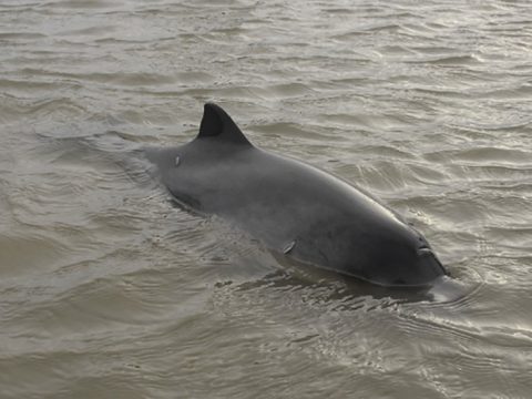 bruinvis in het water