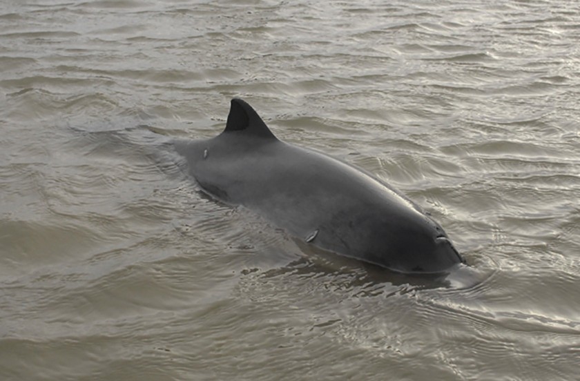 bruinvis in het water