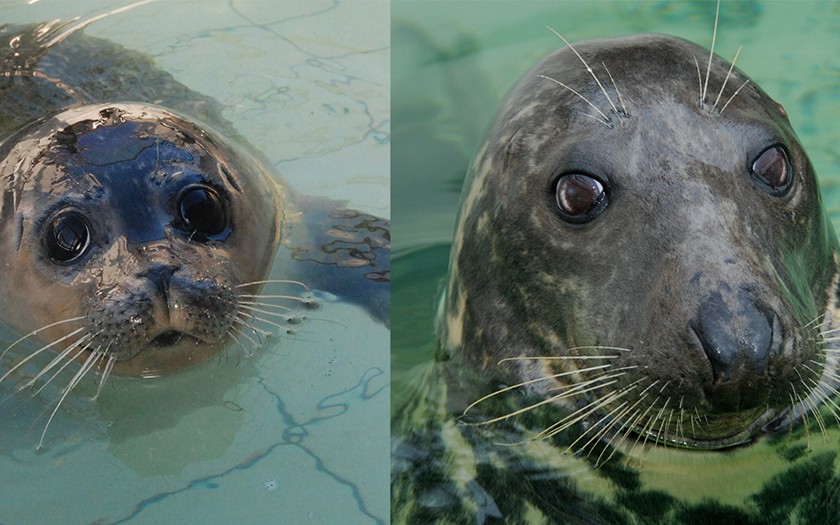 Koppen gewone en grijze zeehond naast elkaar