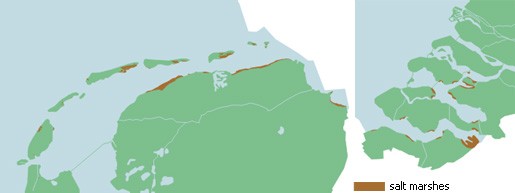 Illustration of the salt marshes along the Dutch coast (Ecomare)