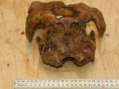 Fossiele schedel van een muskusos