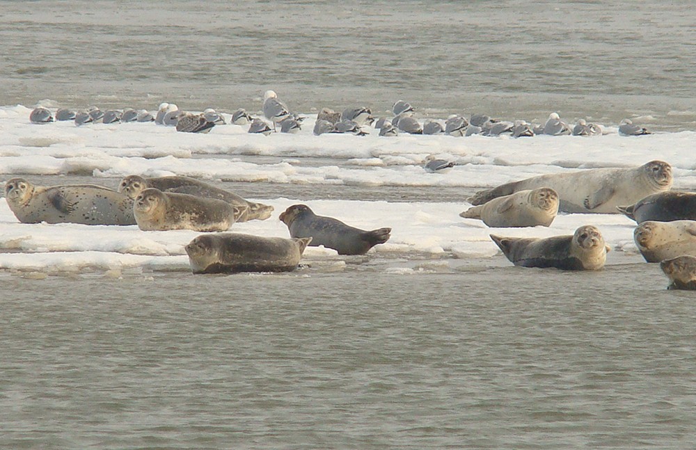 Zeehonden tussen de ijsschotsen (foto Bert Meerstra)