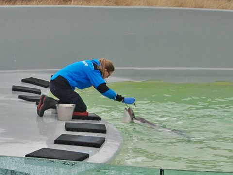 Lisanne voert bruinvissen in R-bassin