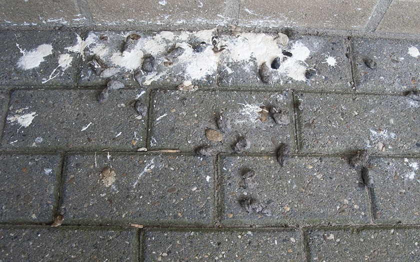 Poep en braakballen op de grond bij het Veldcentrum