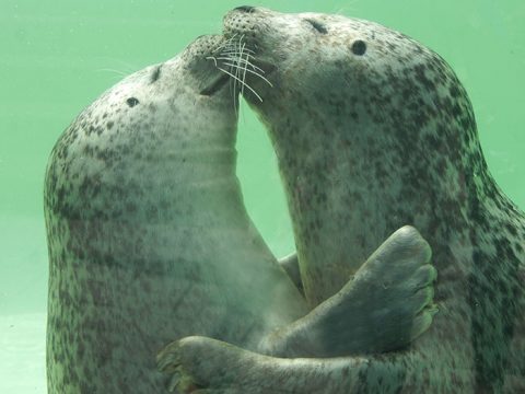 Zeehondenliefde, knuffelende zeehonden