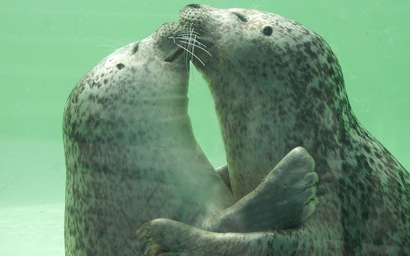 Zeehondenliefde, knuffelende zeehonden