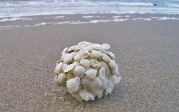 Wulkeneikapsel op het strand